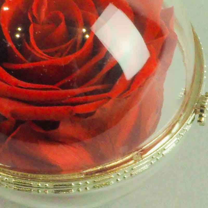 gros plan sur la rose éternelle dans son écrin de verre