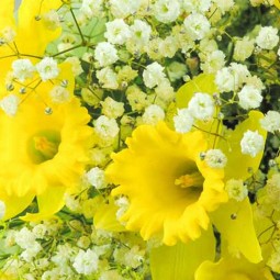 bouquet jonquille et gypsophile