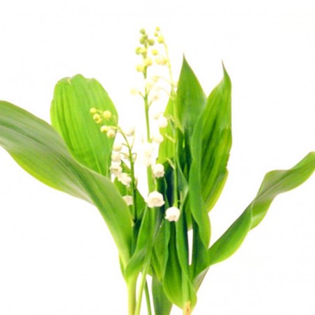 brin de muguet