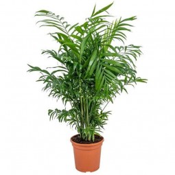 Chrysalidocarpu, Dypsis lutescens, palmier areca