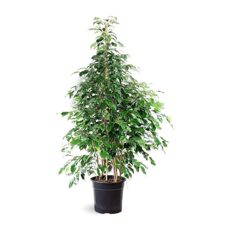 ficus benjamina en pot