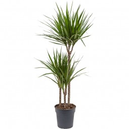 Dracaena la plante d'intérieur incontournable