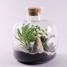 terrarium de plantes grasses