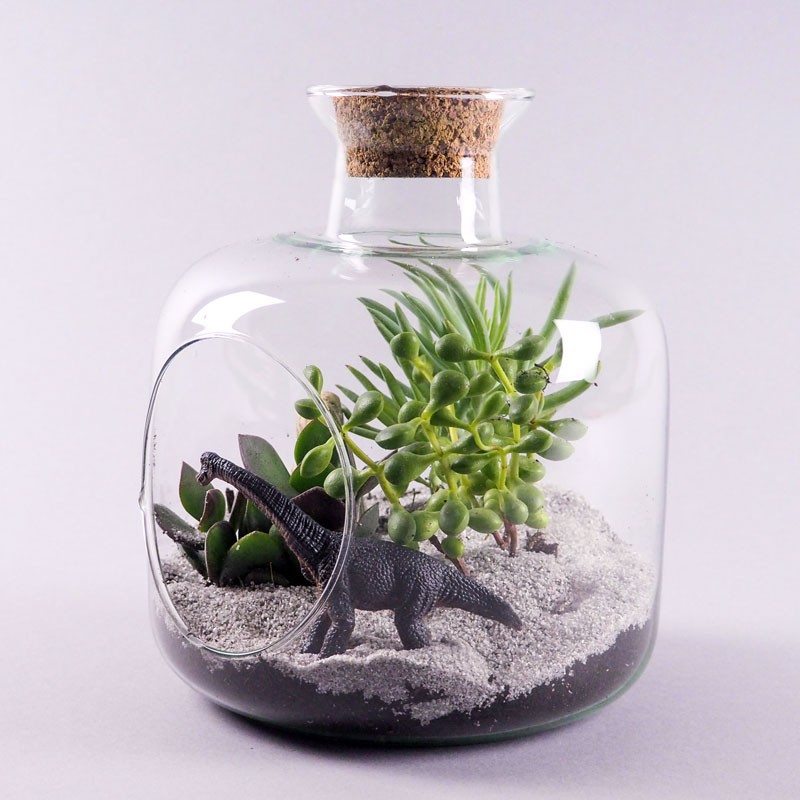 Terrarium de plantes grasses dans une bombonne de verre