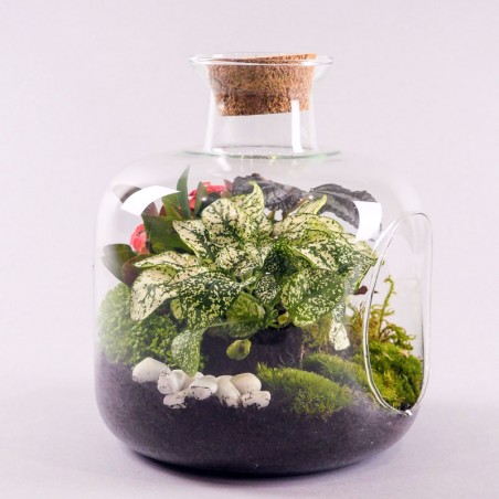 Terrarium Ouvert de Plantes Vertes, un jardin Tropicale à la maison