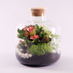Terrarium Ouvert de Plantes Vertes, un jardin Tropicale à la maison