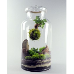 Terrarium Pandora