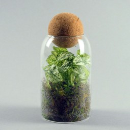 Mini-mini-terrarium