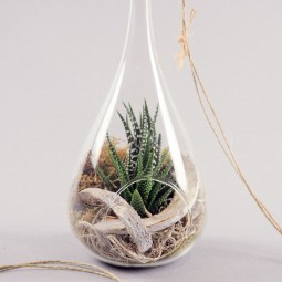 Plante grasse dans une goutte de verre