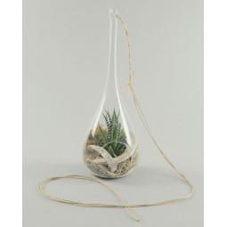 Plante grasse dans une goutte de verre