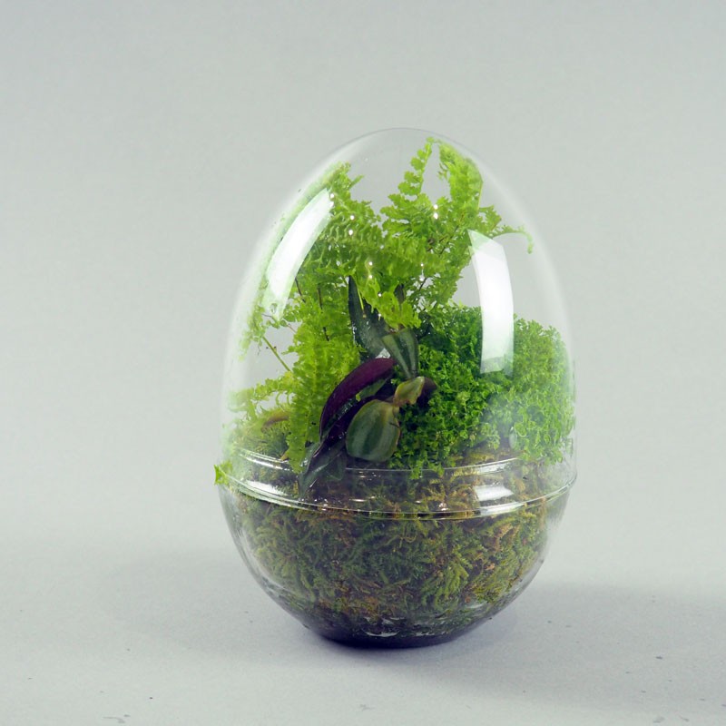 Oeuf terrarium plante verte