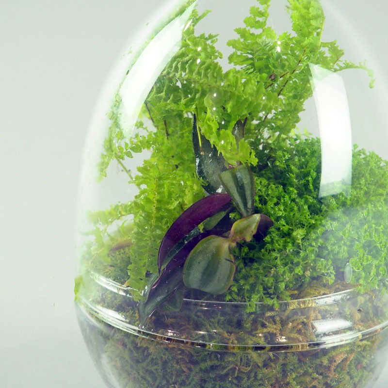 Terrarium