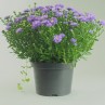 aster mauve pot 3 litre