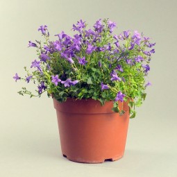 Campanule en pot – Fleur délicate pour le jardin ou le cimetière à la Toussaint