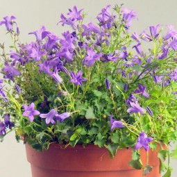 Campanule en pot – Fleur délicate pour le jardin ou le cimetière à la Toussaint