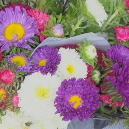 Reine Marguerite en botte – Production locale d'Île-de-France