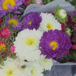 Reine Marguerite en botte – Production locale d'Île-de-France
