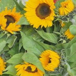 Tournesols production locale