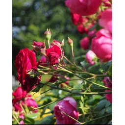 Petites plantes extérieures 5 €