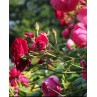 Petites plantes extérieures 5 €