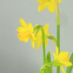 Bouquet abonnement floral