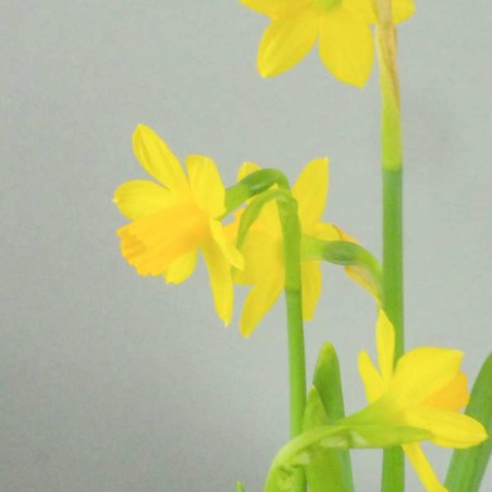 Bouquet abonnement floral