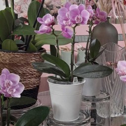 Mini orchidée rose dans son cache pot