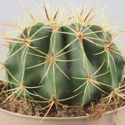 gros plan sur le cactus rond