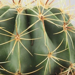 gros plan sur la coussin de belle mère