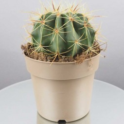 coussin de belle mère