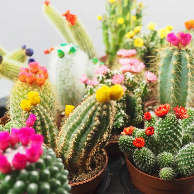 Mini cactus