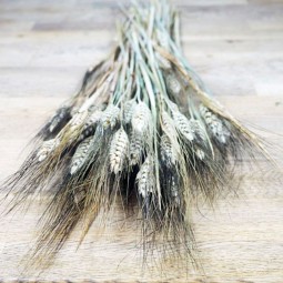 Botte de blé noir séché