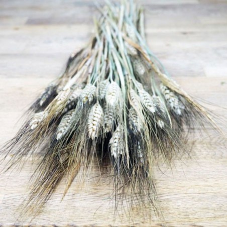 Botte de blé noir séché
