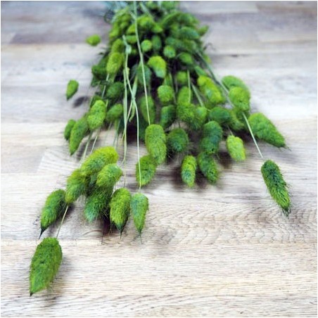 Herbes sèches lagurus overtus