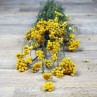 lona  séchées fleurs jaune