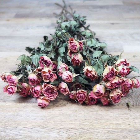 roses rose séchées
