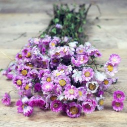 botte de rodanthe séchée