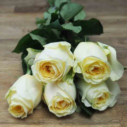Rose couleur crème