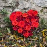 Cœur de rose rouge au jardin