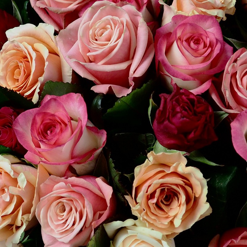 Gros plan sur les roses joyeux anniversaire