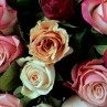 Gros plan sur les rose camaïeux de Rose