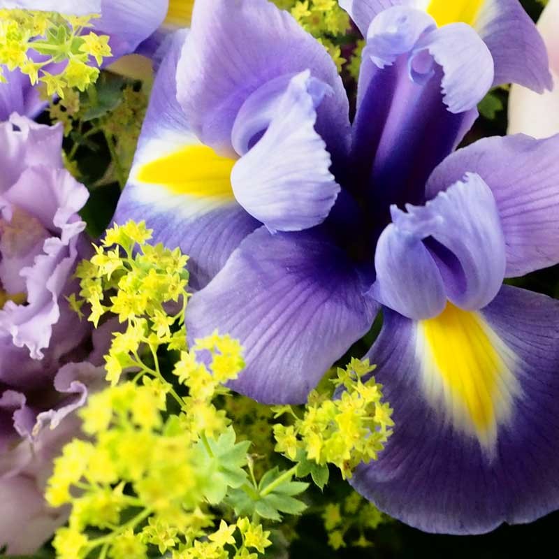 Iris de jardin détail