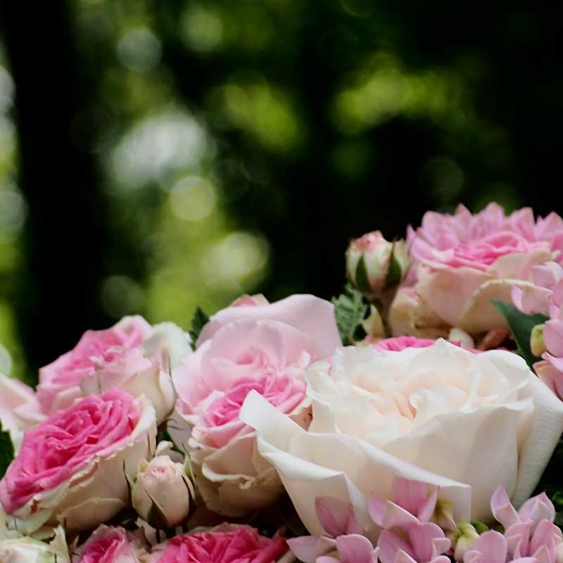 Gros plan sur les roses de pastel en roses