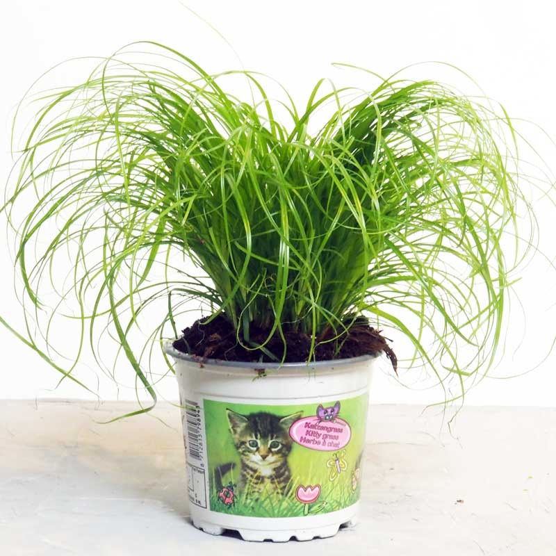 Pot d'herbe à chat