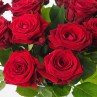 Gros plan sur les roses