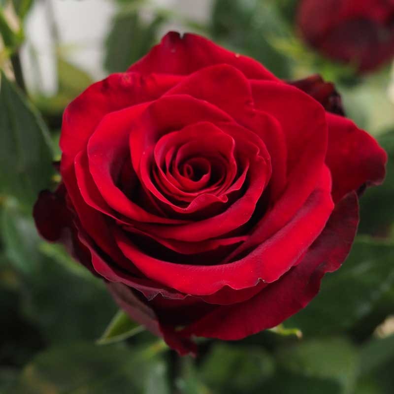 Gros Plan Sur Rose Rouges