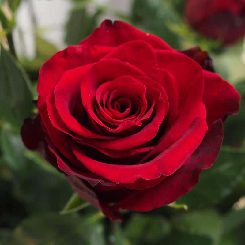 ROSES ROUGES - Fleur rouge
