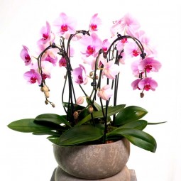 coupe d'orchidées double dans une coupe de terre