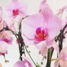 gros plan sur des Phalaenopsis rose
