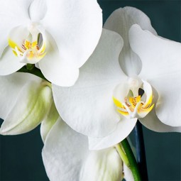 Superbes phalaenopsis blanc dans une coupe en céramique